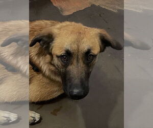 German Shepherd Dog Dogs for adoption in Poplar Bluff, MO, USA