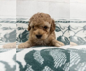 Poodle (Miniature) Dogs for adoption in York, SC, USA