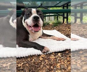 American Pit Bull Terrier Dogs for adoption in Waterford, VA, USA