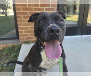 American Pit Bull Terrier-Unknown Mix Dogs for adoption in Millersville, MD, USA