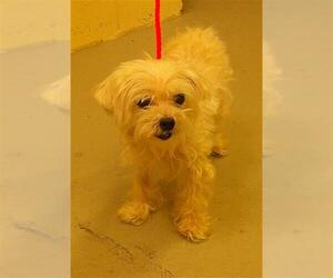 Maltese-Unknown Mix Dogs for adoption in Sanford, FL, USA