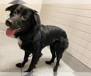 Mutt Dogs for adoption in Orange, CA, USA