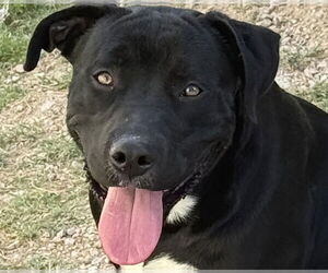 Medium Photo #1 Labrador Retriever-Unknown Mix Puppy For Sale in Canton, CT, USA