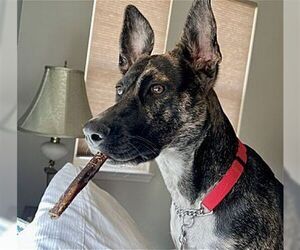 Retriever -Unknown Mix Dogs for adoption in Dana Point, CA, USA