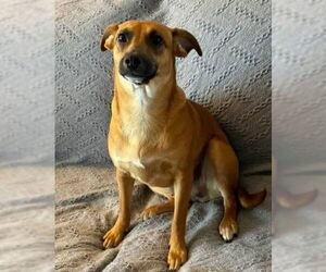 Dachshund-Unknown Mix Dogs for adoption in Alexander, AR, USA