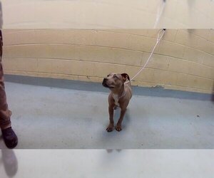 American Pit Bull Terrier Dogs for adoption in Tulsa, OK, USA