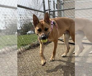 German Shepherd Dog-Unknown Mix Dogs for adoption in Center Township, PA, USA
