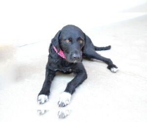 Labrador Retriever-Unknown Mix Dogs for adoption in McKinney, TX, USA