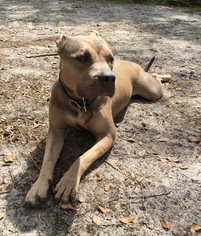 Small American Pit Bull Terrier-Black Mouth Cur Mix