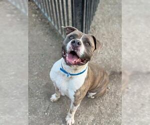 American Pit Bull Terrier Dogs for adoption in Riverside, CA, USA