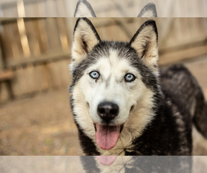 Alaskan Husky Dogs for adoption in Leavenworth, KS, USA