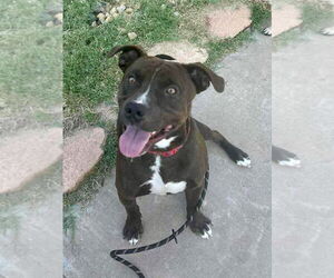 American Pit Bull Terrier-Unknown Mix Dogs for adoption in New London, WI, USA