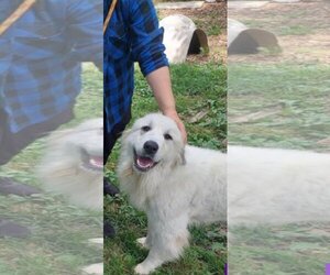 Great Pyrenees Dogs for adoption in Camby, IN, USA