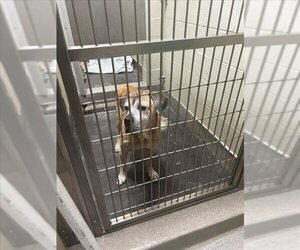 Mastiff Dogs for adoption in Upland, CA, USA