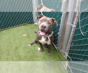 Mutt Dogs for adoption in Downey, CA, USA
