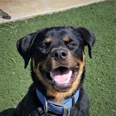 Rottweiler Dogs for adoption in Edmond, OK, USA