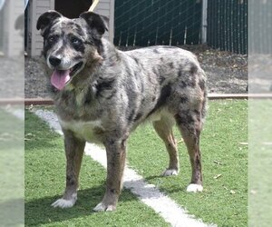 Texas Heeler Dogs for adoption in Oroville, CA, USA