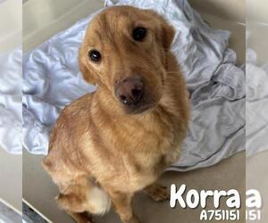 Golden Retriever-Unknown Mix Dogs for adoption in San Antonio, TX, USA