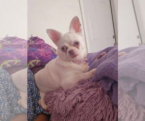 Chihuahua Dogs for adoption in Plantation, FL, USA