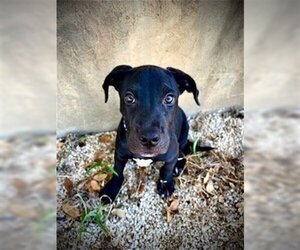 Labrador Retriever-Staffordshire Bull Terrier Mix Dogs for adoption in Pleasanton, TX, USA
