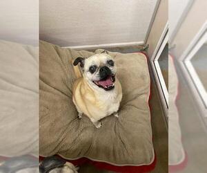 Pug Dogs for adoption in St. George, UT, USA