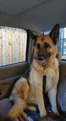 Medium Photo #1 German Shepherd Dog Puppy For Sale in San Angelo, TX, USA