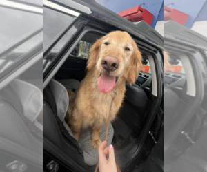 Golden Retriever-Unknown Mix Dogs for adoption in Brooklyn, NY, USA
