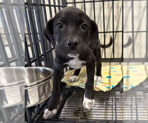 American Pit Bull Terrier-Labrador Retriever Mix Dogs for adoption in GILBERTS, IL, USA
