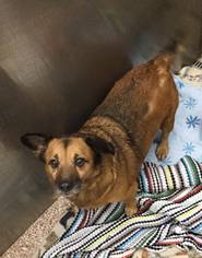 Pembroke Welsh Corgi Dogs for adoption in Martinsburg, WV, USA