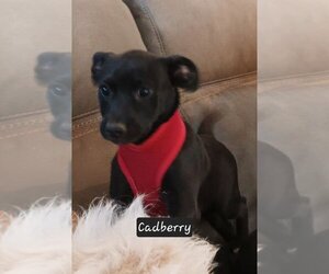 Chihuahua-Retriever  Mix Dogs for adoption in San Bernardino, CA, USA