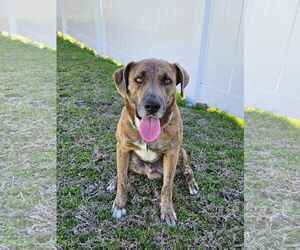 Labrador Retriever-Unknown Mix Dogs for adoption in McKinney, TX, USA