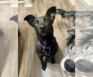 Catahoula Leopard Dog-Unknown Mix Dogs for adoption in Royal Palm Beach, FL, USA