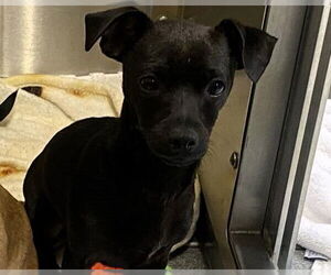 Chihuahua Dogs for adoption in Orange, CA, USA