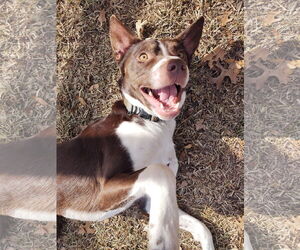 American Staffordshire Terrier-Brittany Mix Dogs for adoption in McKinney, TX, USA