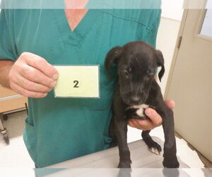 Labrador Retriever-Unknown Mix Dogs for adoption in Oroville, CA, USA