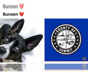 - Mix Dogs for adoption in Akron, OH, USA