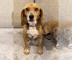 Beagle Dogs for adoption in Greenville, SC, USA
