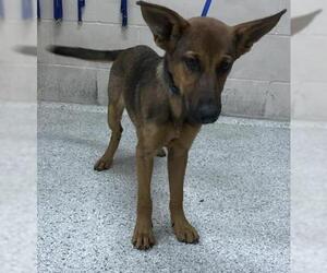 German Shepherd Dog Dogs for adoption in Conroe, TX, USA