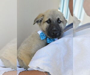 Mutt Dogs for adoption in McKinney, TX, USA