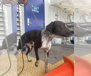 German Shorthaired Pointer-Unknown Mix Dogs for adoption in Bakersfield, CA, USA
