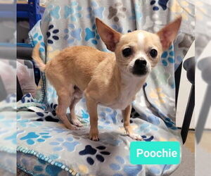 Chihuahua Dogs for adoption in Richmond, IN, USA