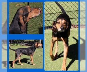 Black and Tan Coonhound Dogs for adoption in Clyde, NC, USA
