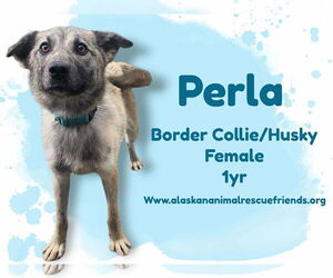 Border Collie Dogs for adoption in Anchorage, AK, USA