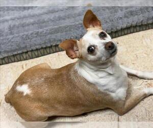 Chihuahua Dogs for adoption in Tulsa, OK, USA