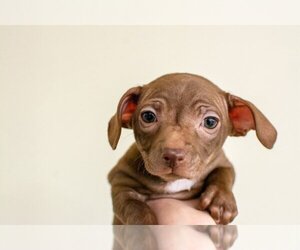 Chiweenie Dogs for adoption in Mundelein, IL, USA