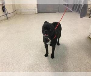 Frenchie Pug Dogs for adoption in Riverside, CA, USA