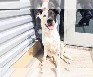 Dalmatian Dogs for adoption in Houston, TX, USA