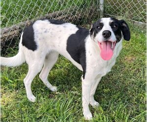 Border Collie-Unknown Mix Dogs for adoption in Johnson City, TN, USA