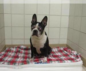 Boston Terrier Dogs for adoption in Rowayton, CT, USA