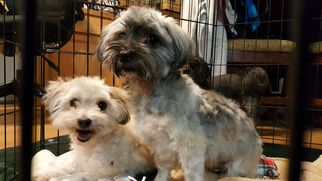 Havanese Dogs for adoption in Custer, WA, USA